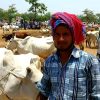 Ironi Idul Adha 2026 di India, Peternak Hindu Menangis, Pembeli Muslim Ketakutan
