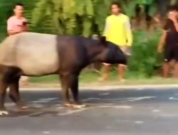 Sempat Viral Berkeliaran di Jalan, Tapir Dilindungi Malah Disembelih