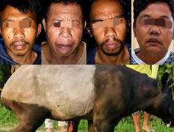Viral Penyembelih Tapir Ditangkap, Warganet: Perusak Hutan Kapan Ditindak?