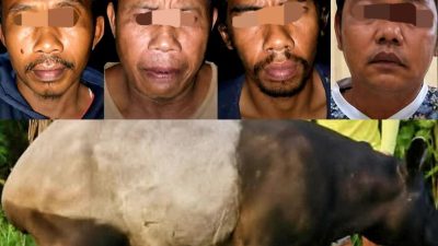 Viral Penyembelih Tapir Ditangkap, Warganet: Perusak Hutan Kapan Ditindak?